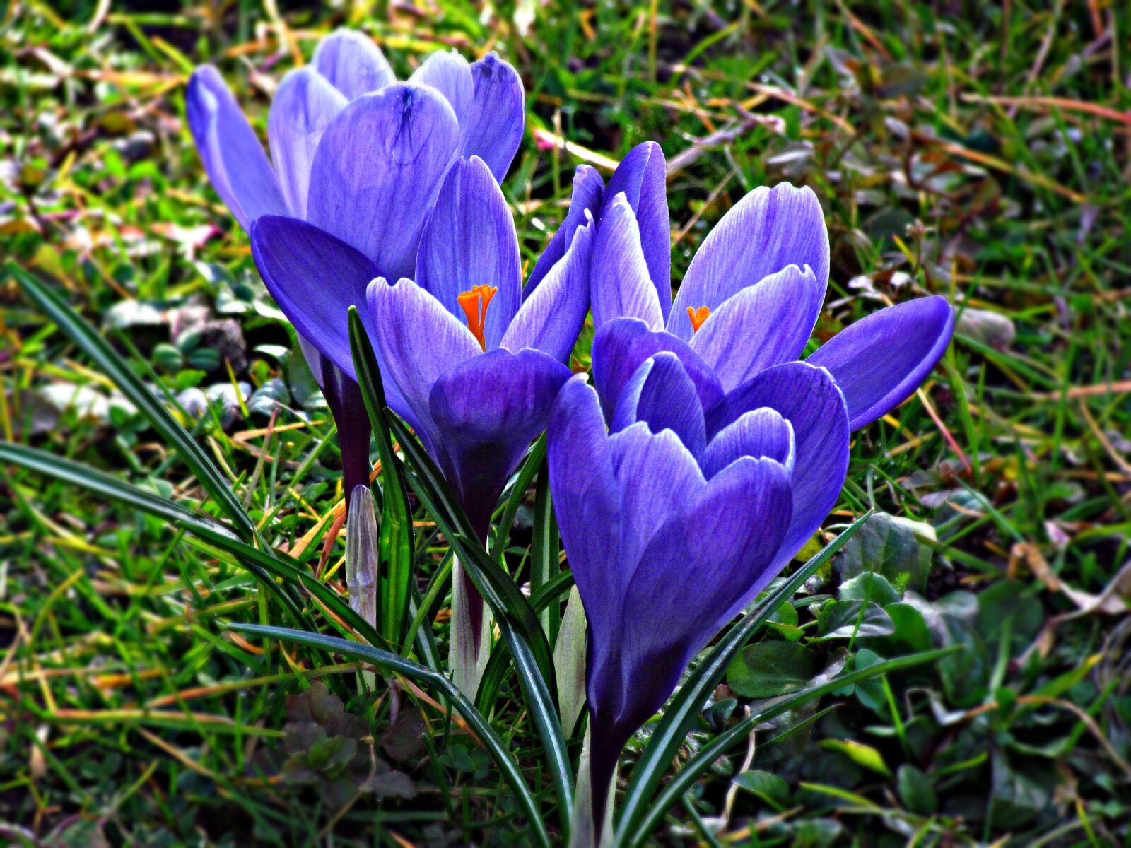 Canon PowerShot SX30 IS sample photo. Krokus, flower, violet photography