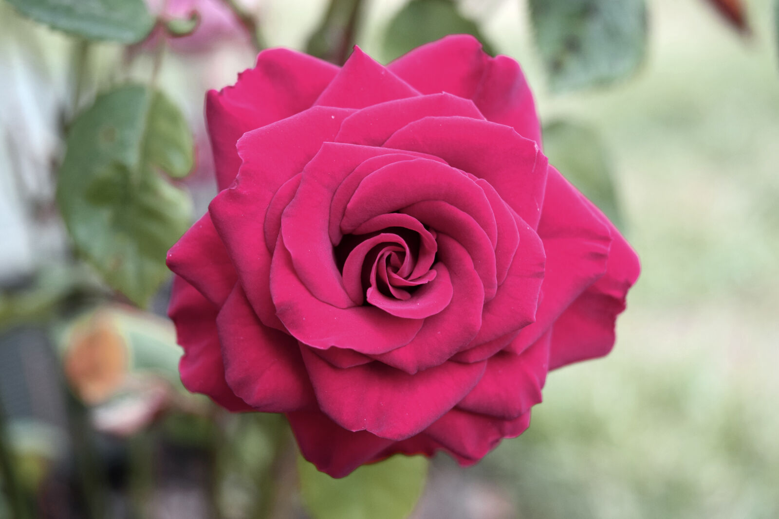 Nikon D3300 sample photo. Blossom, flowers, pink, rose photography