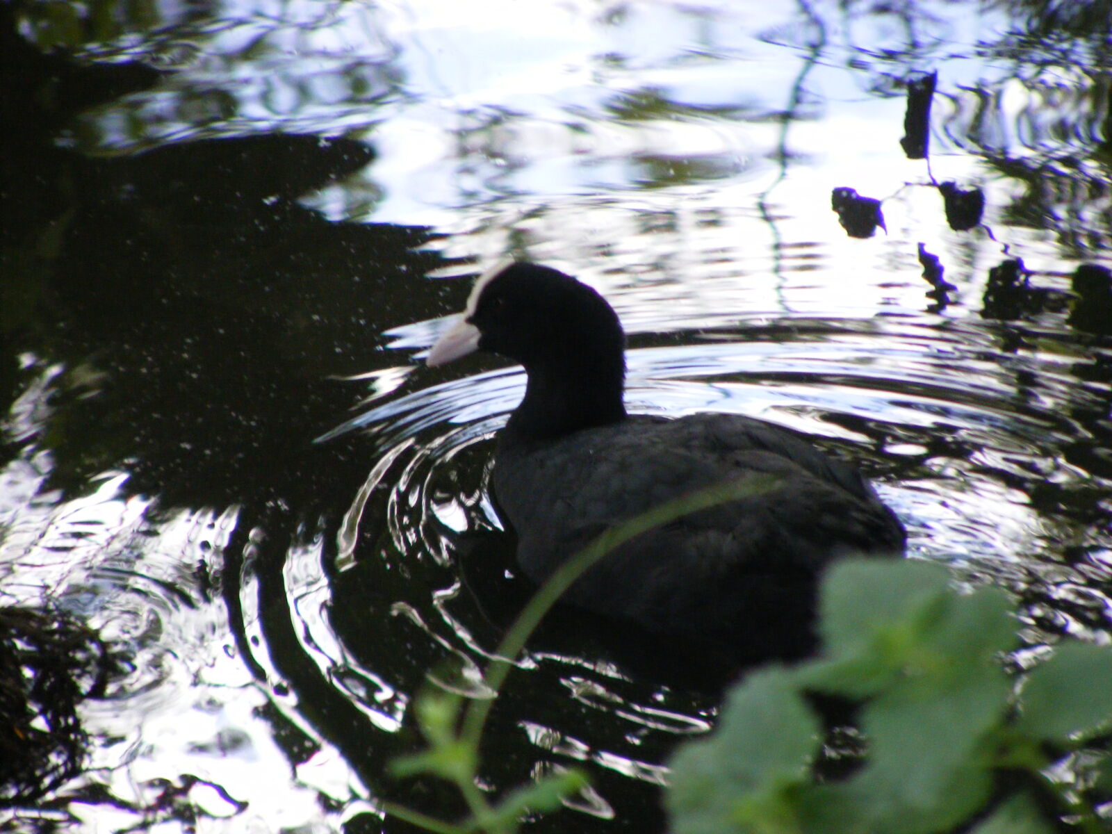 Fujifilm FinePix S5800 S800 sample photo. Ducks, nature photography