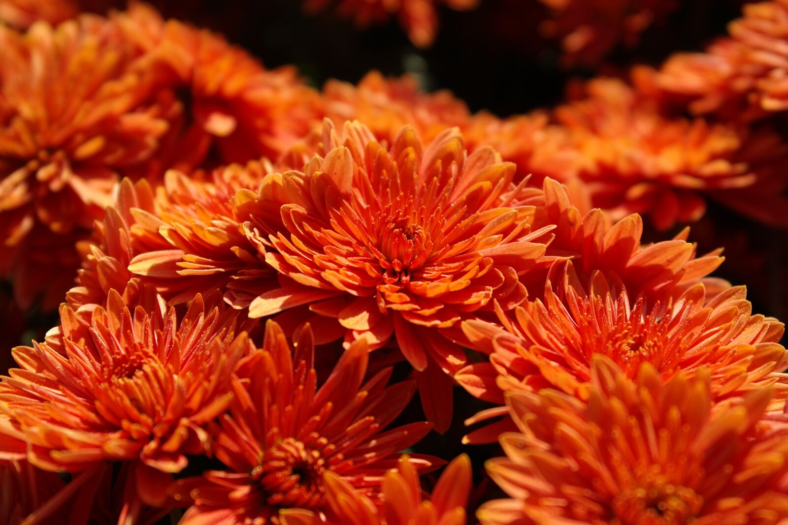 Samsung NX300 sample photo. Autumn, orange, chrysanthemum photography