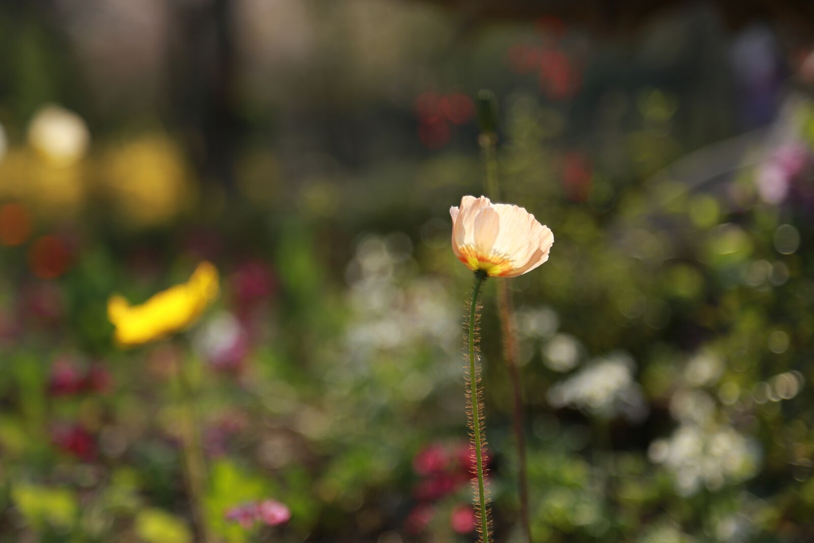 Canon EOS 6D + Canon EF 24-105mm F4L IS USM sample photo. Noel online gift shop photography