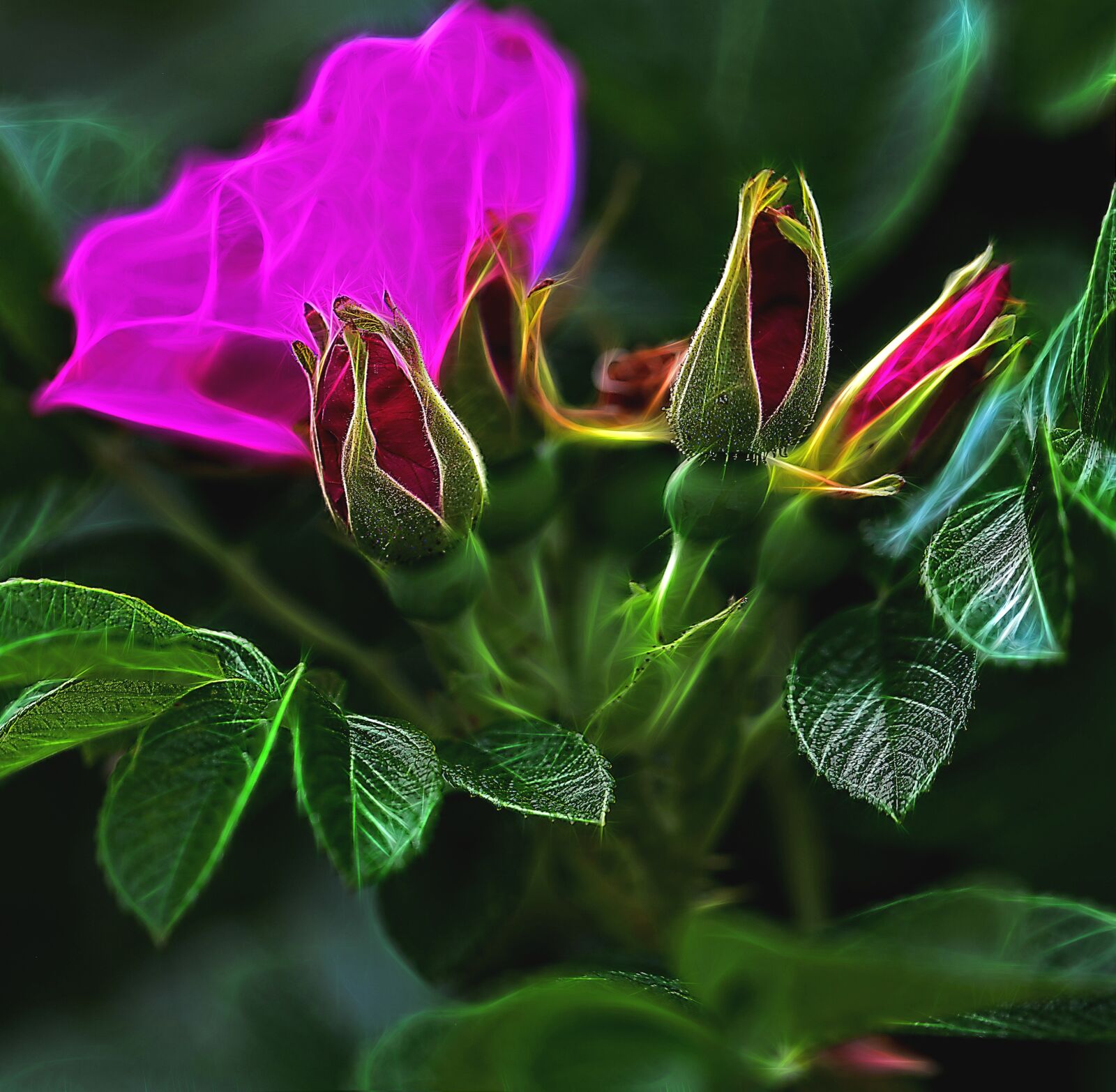Canon EOS 5D Mark II sample photo. Flower, plant, garden photography