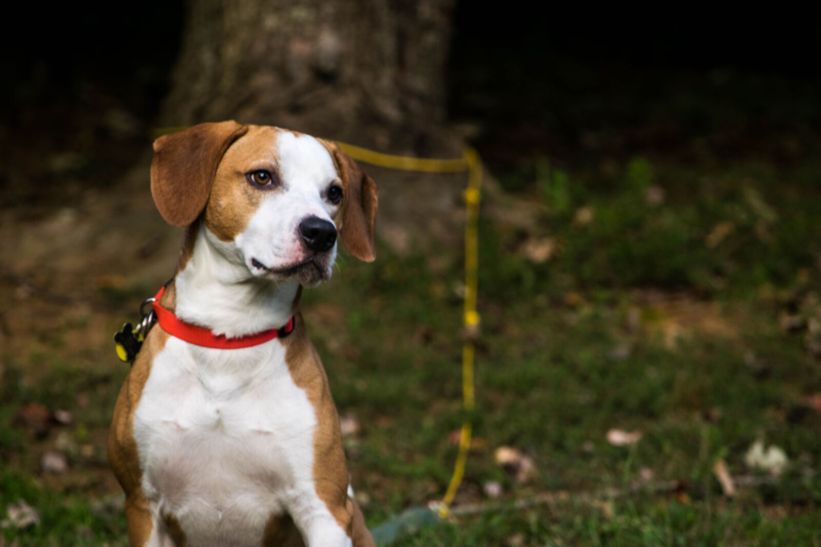 Nikon D3300 sample photo. Dog photography