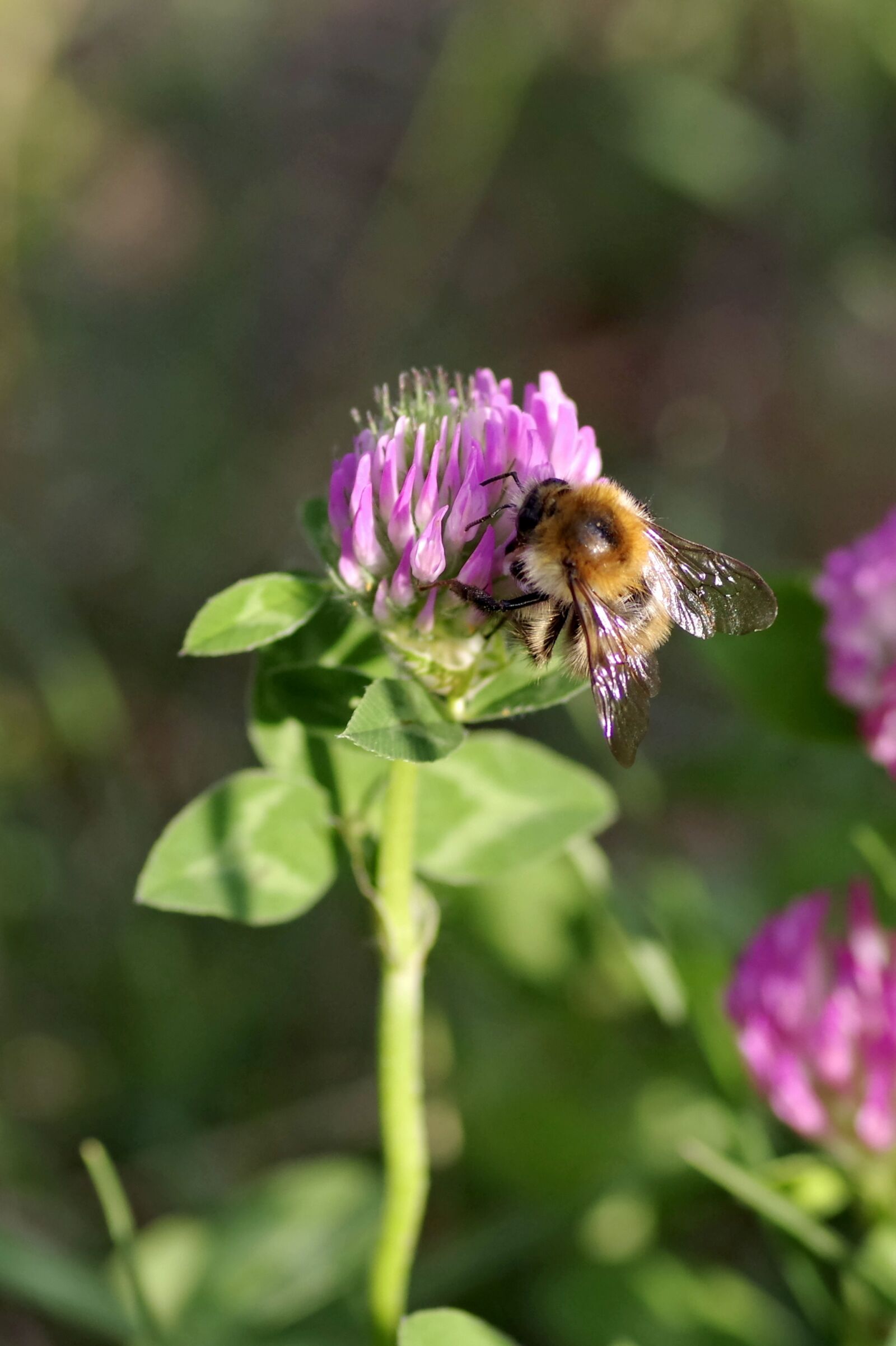 Pentax K-S2 sample photo. Bumblebee, insect, pollinate photography