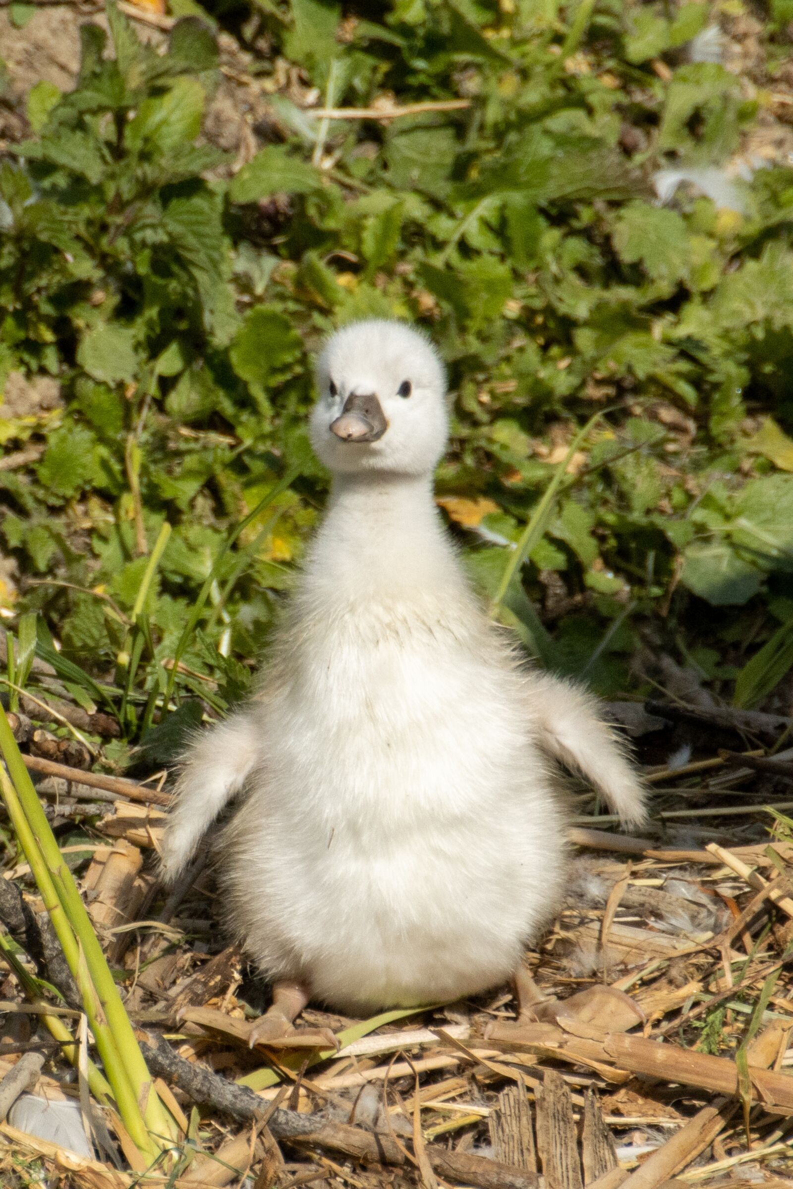 Canon EOS 90D sample photo. Swan, chicks, nest photography
