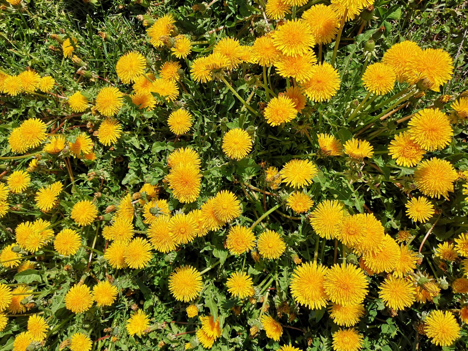 HUAWEI P20 Pro sample photo. Dandelion, flowers, spring photography