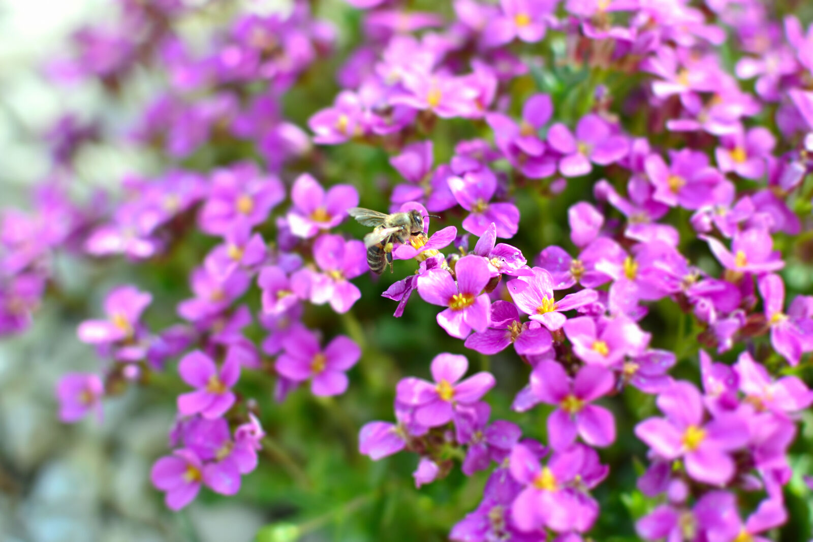 Nikon D3100 + Nikon AF-S DX Nikkor 35mm F1.8G sample photo. Beautiful, flowers, bee, bloom photography