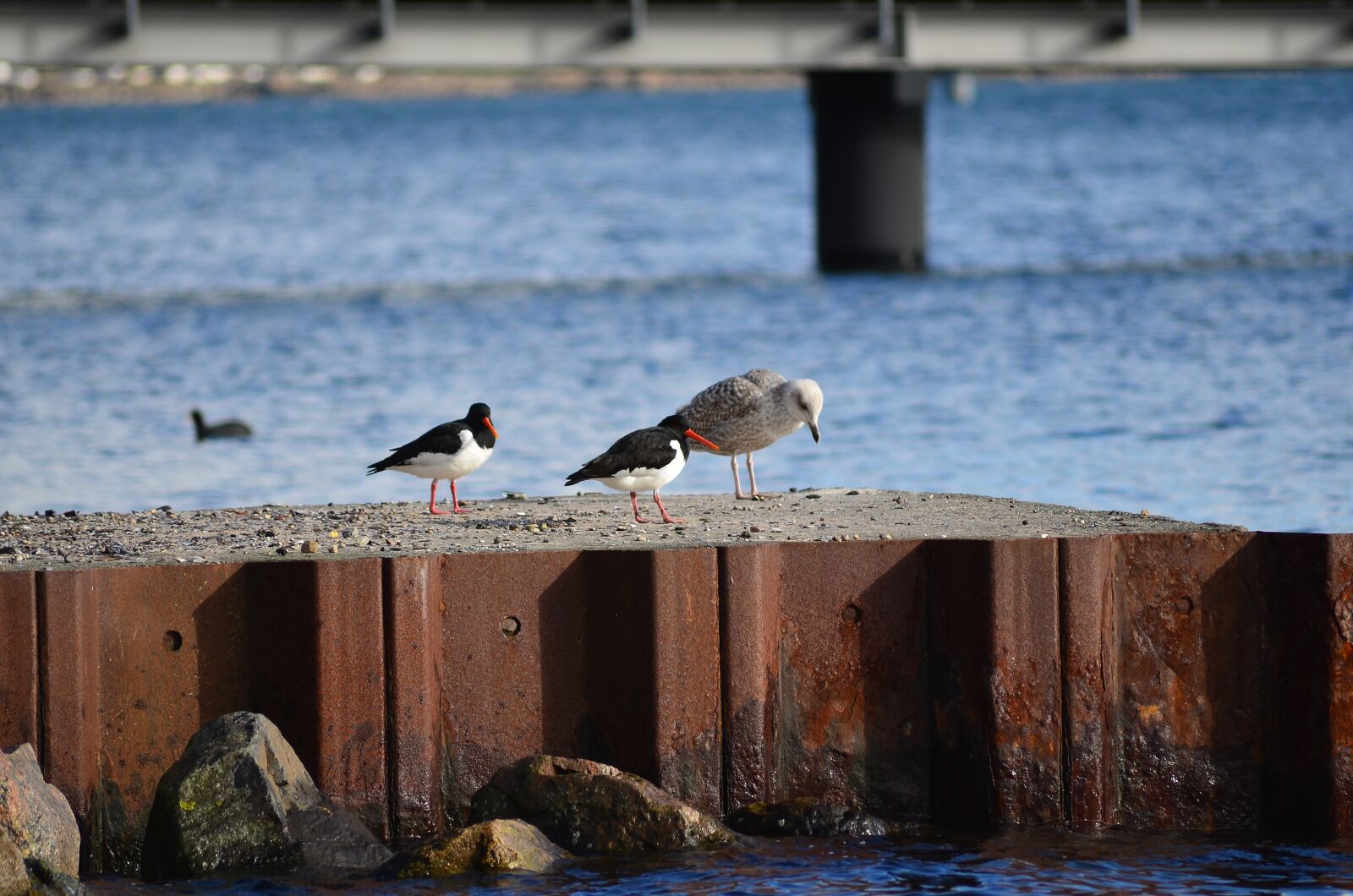 Nikon D5100 sample photo. Seagull, bird, seevogel photography