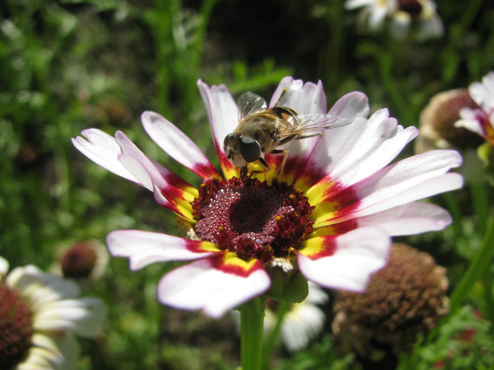 Canon PowerShot SX110 IS sample photo. Pollinator, insect, flower photography