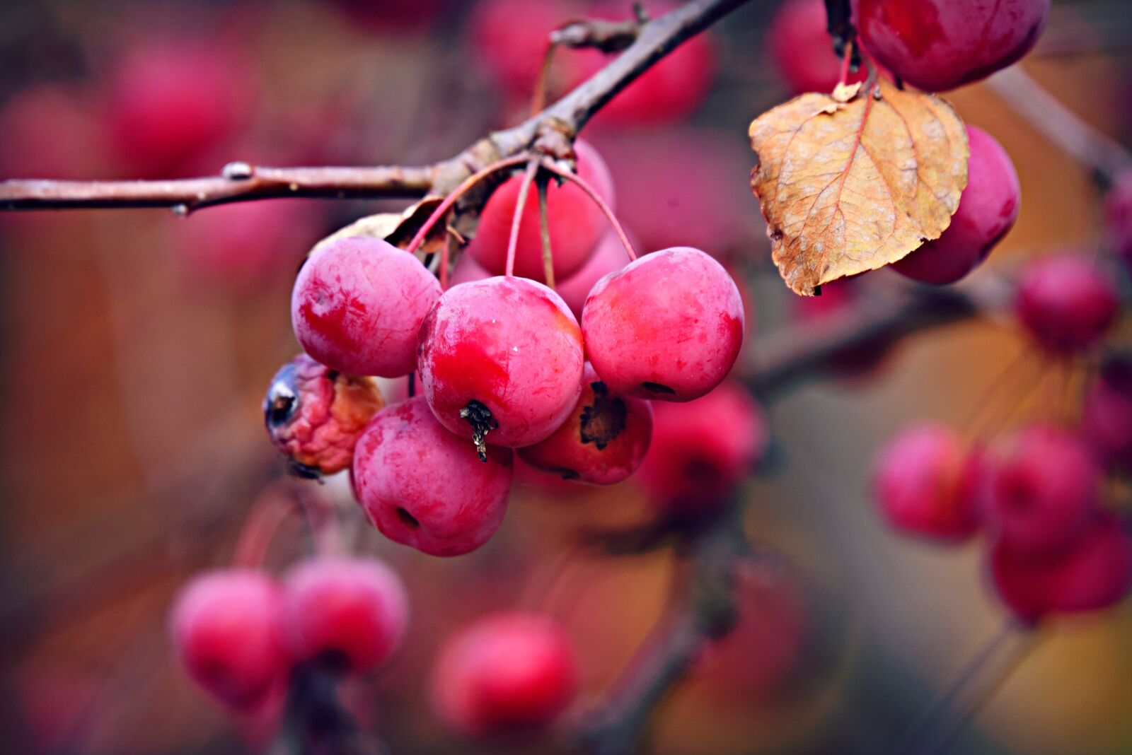 Nikon D750 sample photo. Berry, fruit, food photography