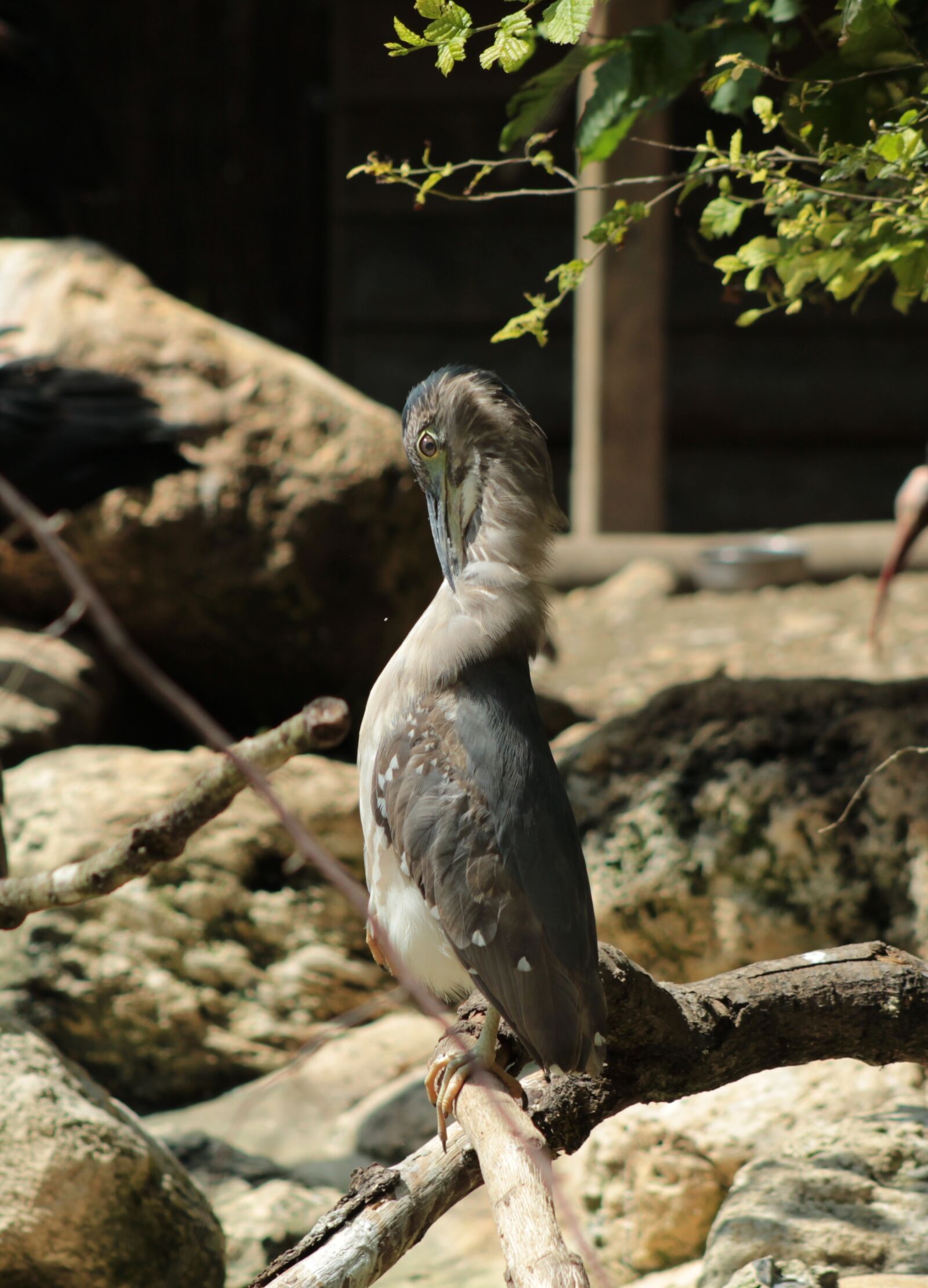 Canon EOS 600D (Rebel EOS T3i / EOS Kiss X5) sample photo. Bird, zoo, exotic photography