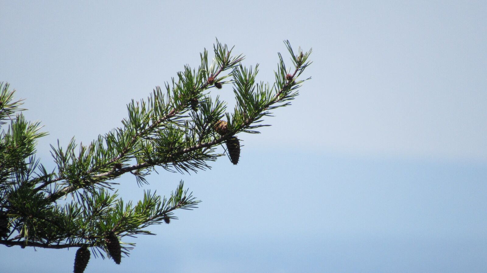 Canon PowerShot SX530 HS sample photo. Pine tree, tree, nature photography
