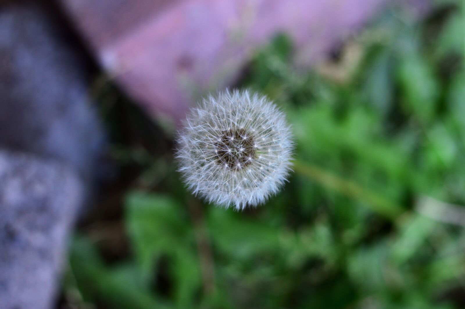 Nikon D3200 sample photo. Grass, macro, nature photography