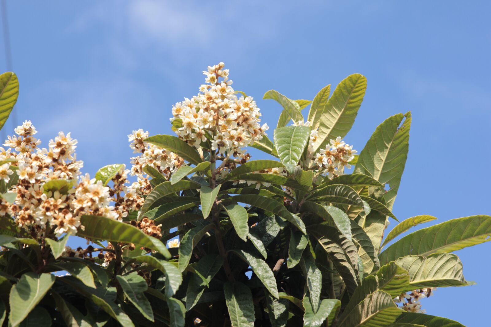 Canon EF 24-70mm F2.8L II USM sample photo. Loquat, fruit, flowering photography