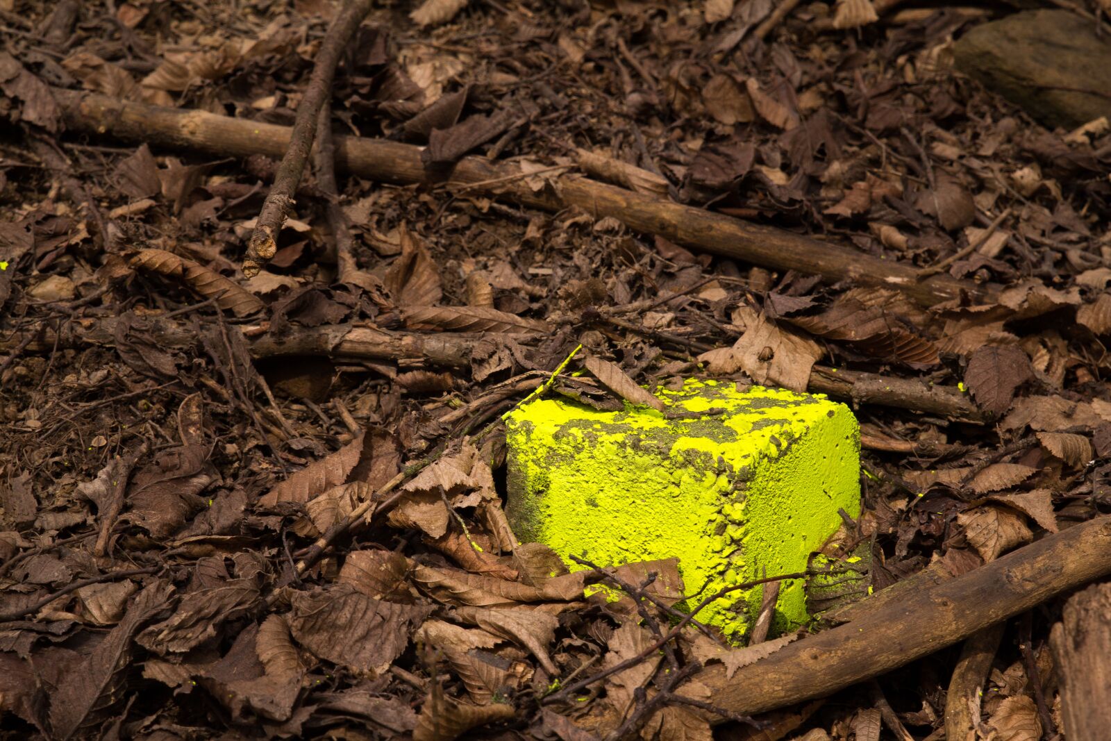 Canon EOS 60D sample photo. Nature, wood, leaf photography