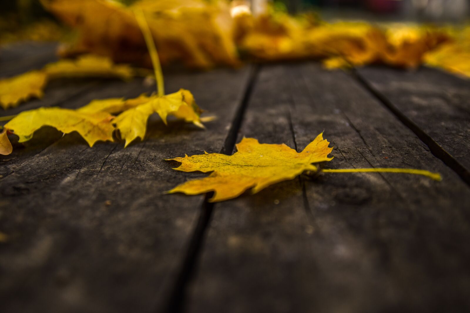 Nikon D3400 sample photo. Leaf, autumn, nature photography