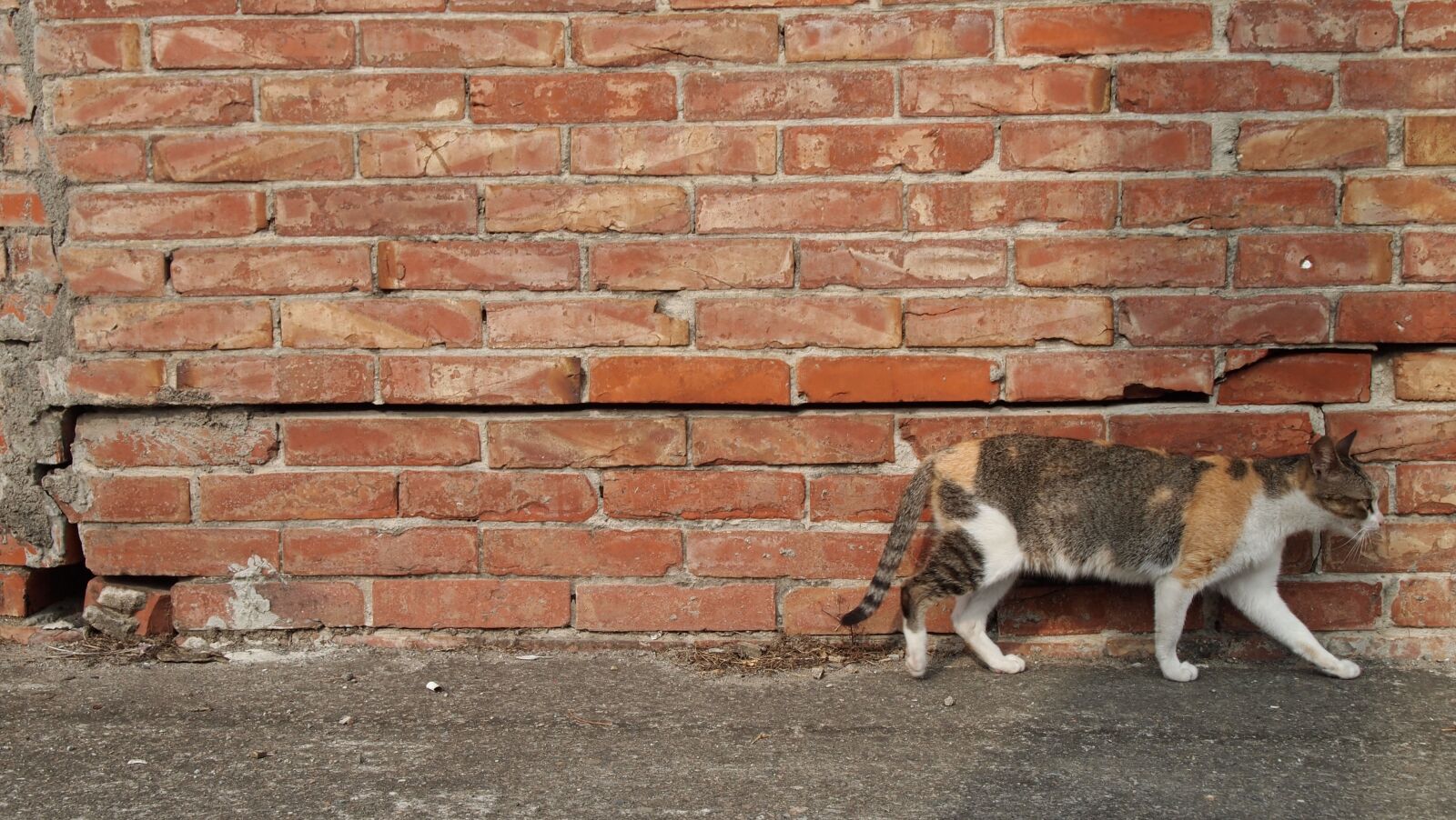 Olympus PEN E-PL2 sample photo. Cat, brick walls, country photography
