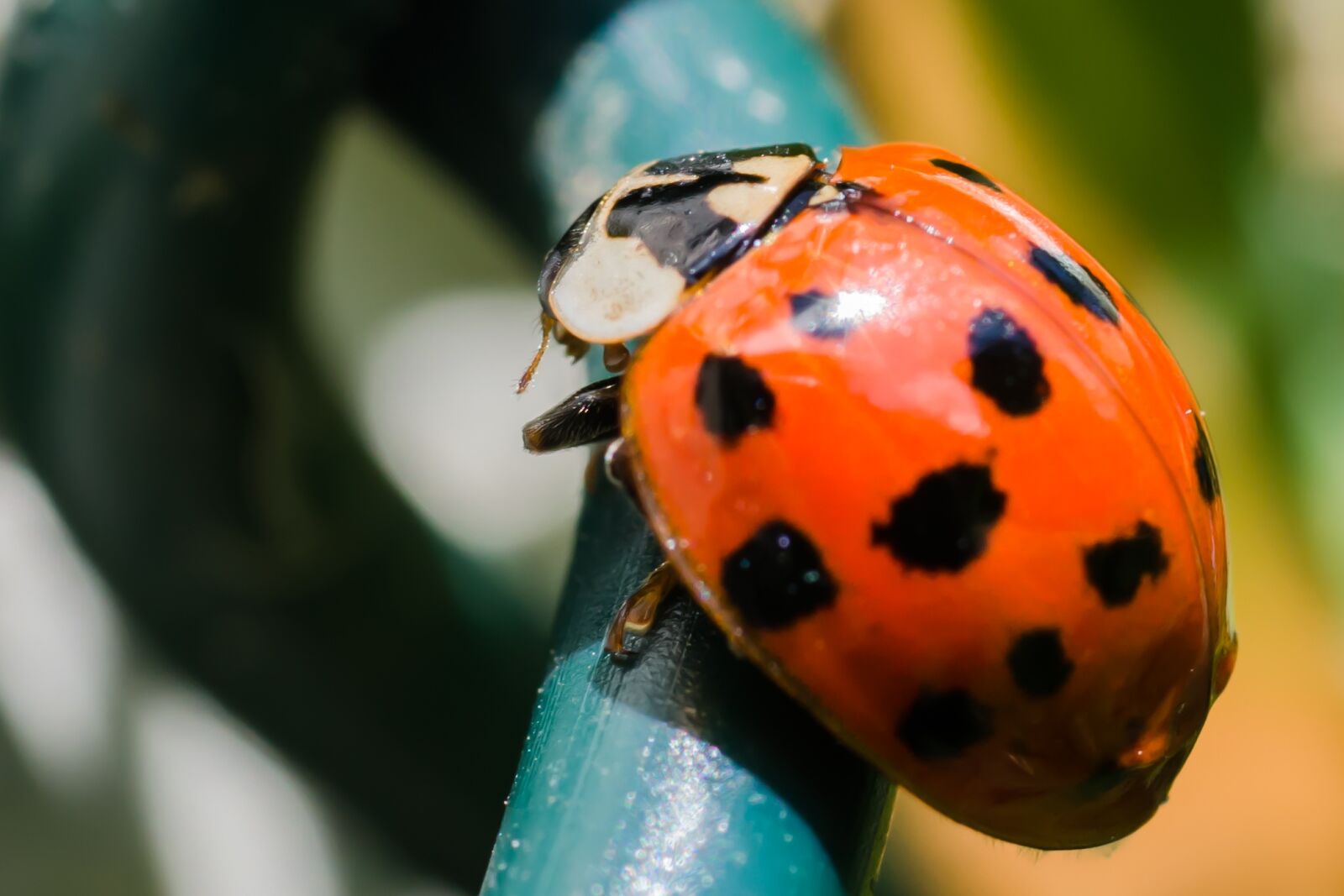 Nikon D7000 sample photo. Lady, bird, ladybird photography