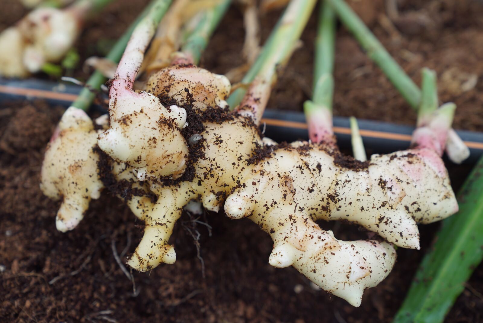 Sony a7S + Sony FE 24-70mm F2.8 GM sample photo. Ginger harvest, ginger, farming photography