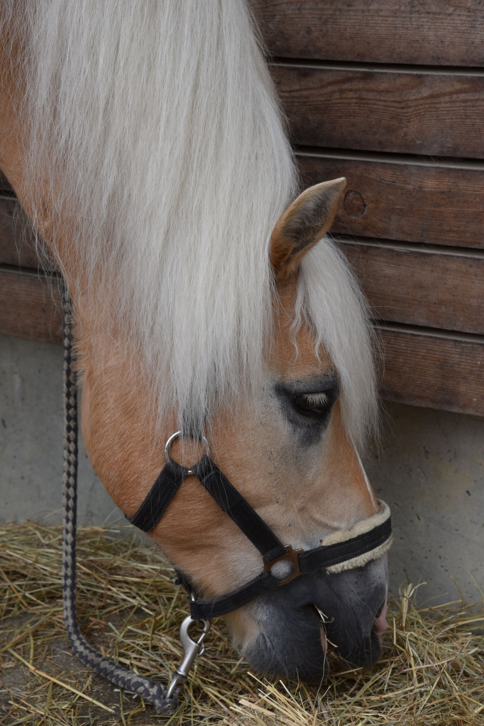 Nikon D750 sample photo. Horse, animals, eat photography