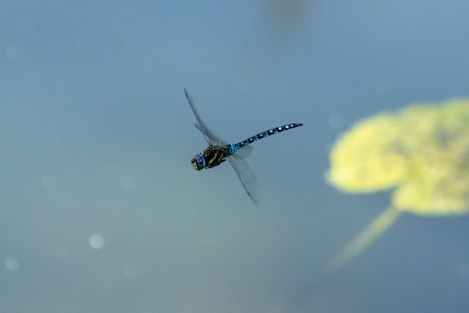 Canon EOS 1300D (EOS Rebel T6 / EOS Kiss X80) sample photo. Dragonfly, insect, macro photography