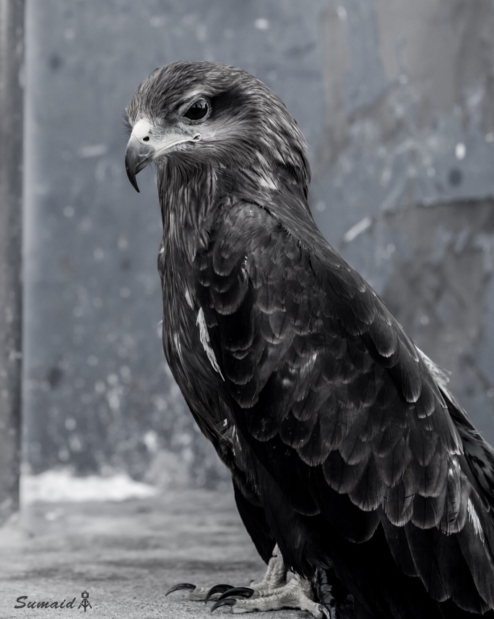 Canon EOS 700D (EOS Rebel T5i / EOS Kiss X7i) sample photo. Bird, photography, zoo photography