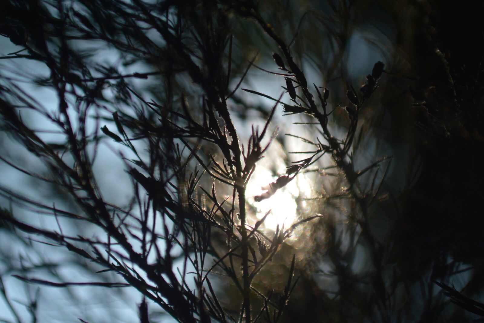 Nikon D3200 sample photo. Sunlight, tree, leaves photography