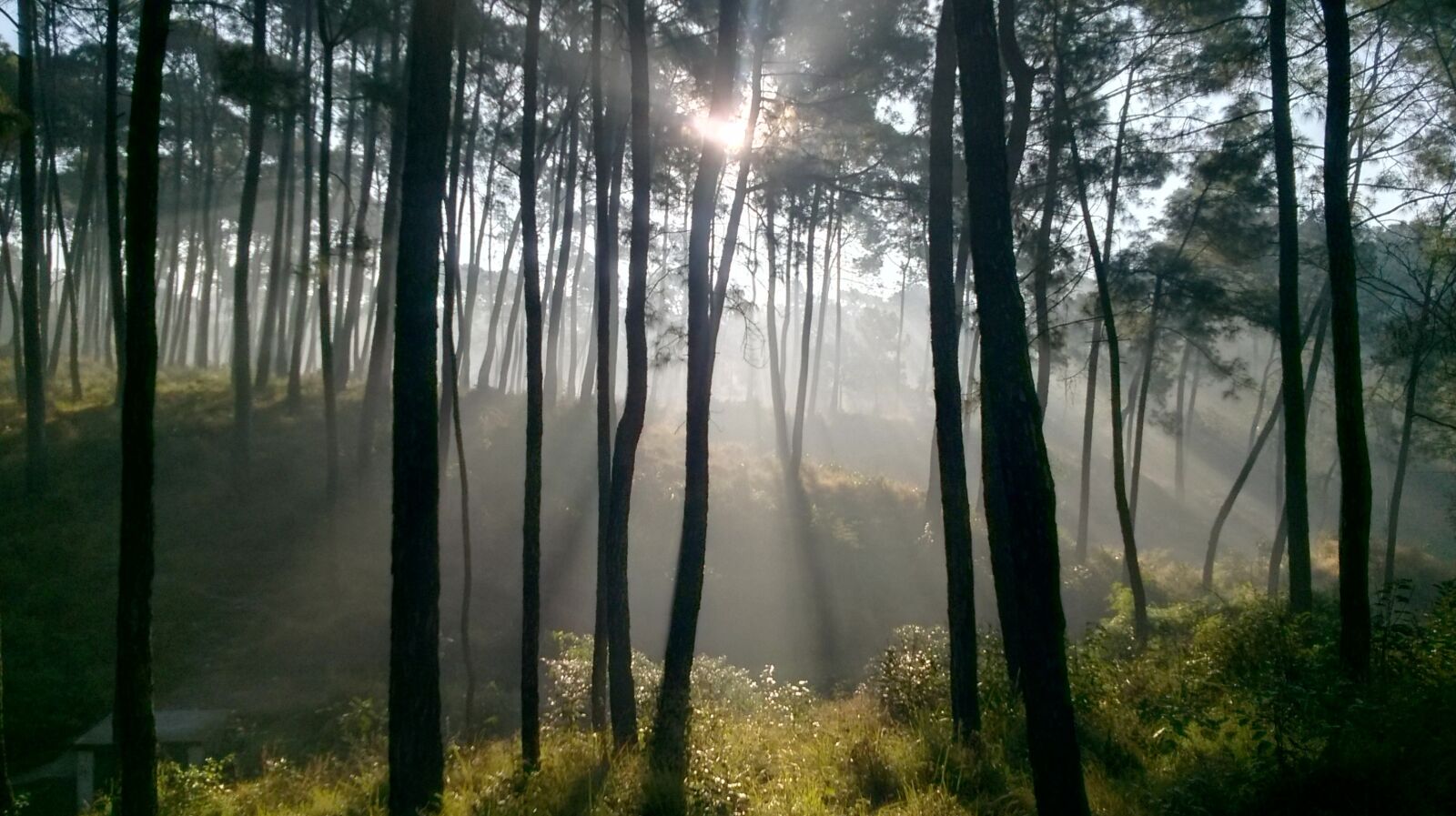 Nokia Lumia 730 Dual SIM sample photo. Nature, wood, fog photography