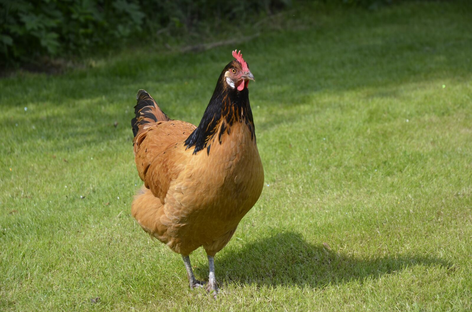 Nikon D5100 sample photo. Chicken, garden, poultry photography