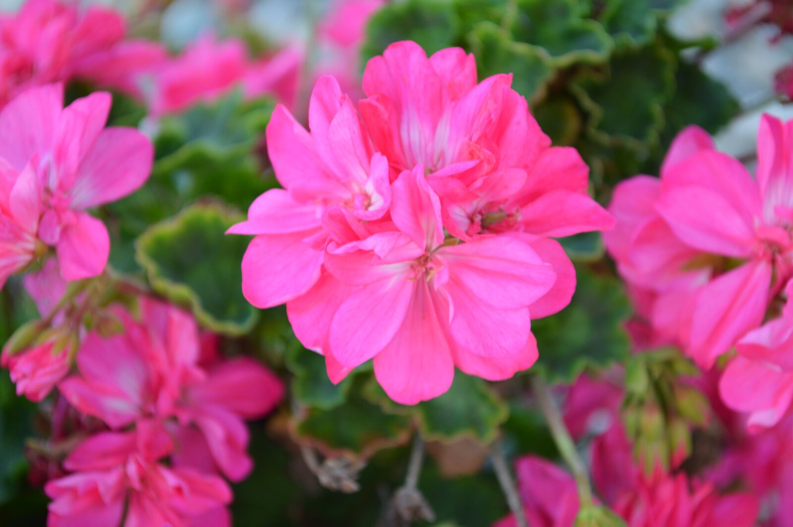 Nikon D3200 sample photo. Geranium, flowers, garden photography
