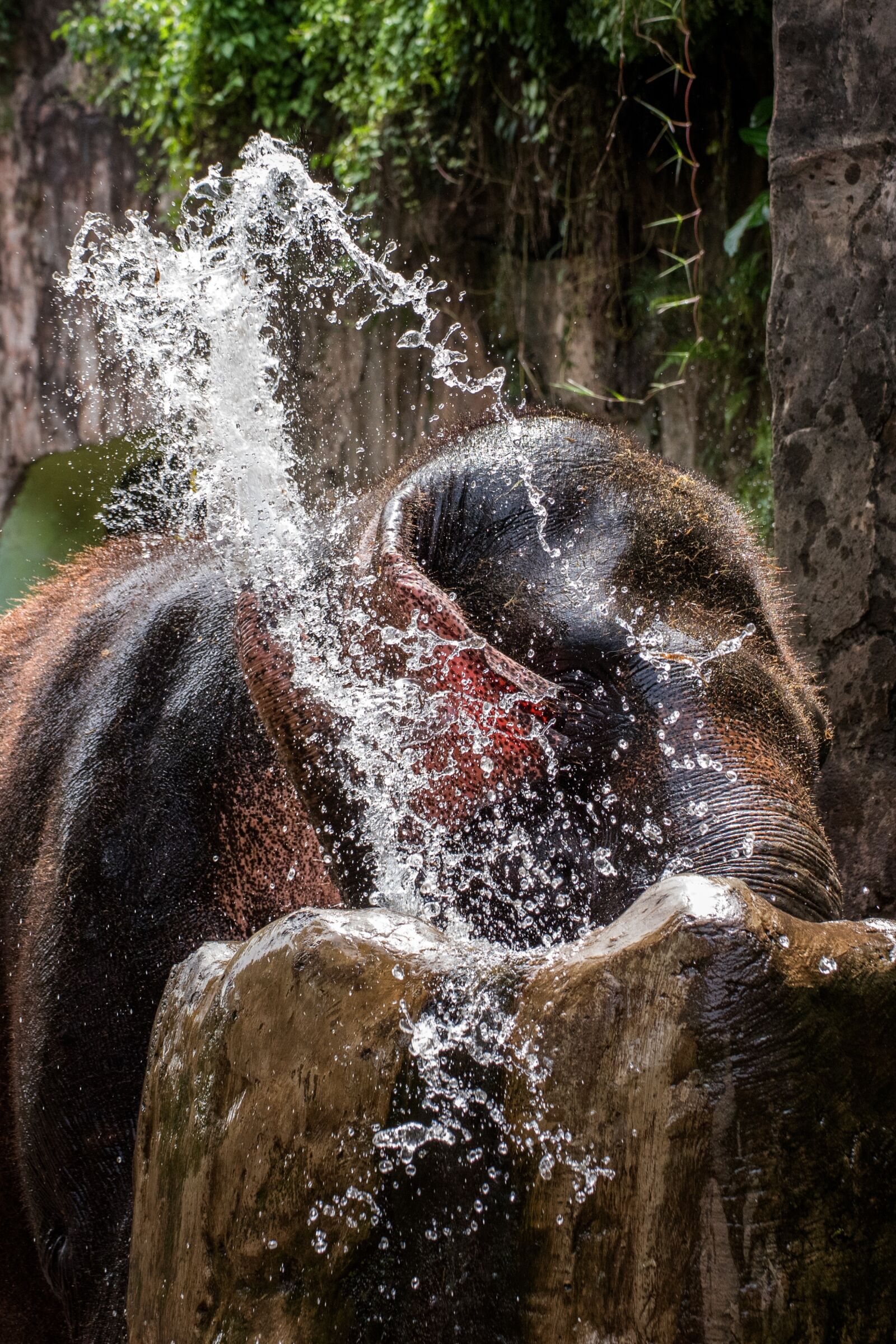 Nikon D750 sample photo. Elephant, water, bathing photography