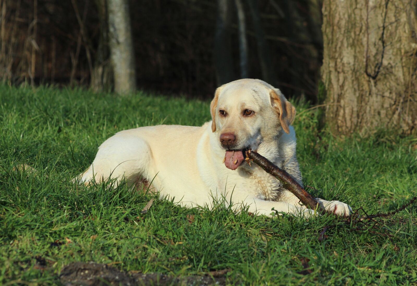 Canon EOS 600D (Rebel EOS T3i / EOS Kiss X5) sample photo. Labrador, yellow, play photography