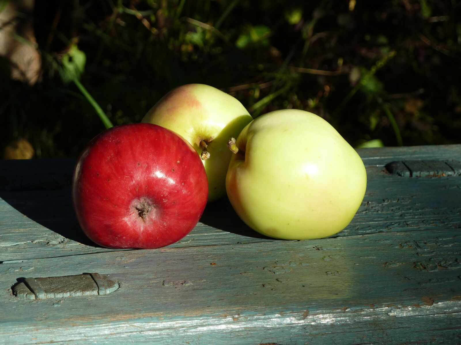 Panasonic Lumix DMC-ZS7 (Lumix DMC-TZ10) sample photo. Apples, harvest, fruit photography