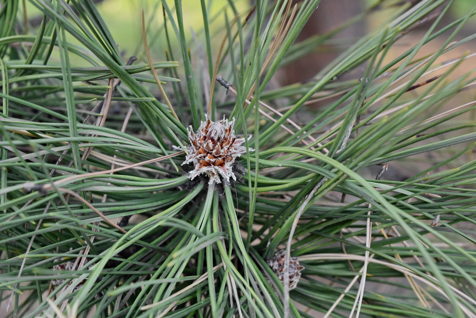 Nikon D5500 sample photo. Green leaves, tree, pine photography
