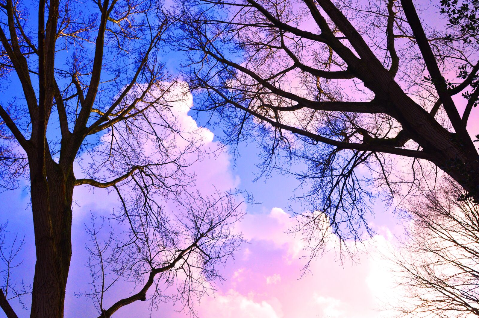 Nikon D90 sample photo. Tree, trunk, branch photography