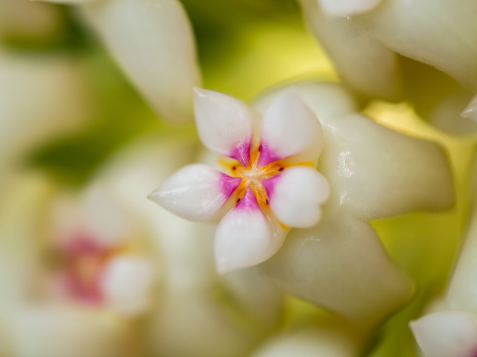 Olympus OM-D E-M10 III sample photo. Hoya, flower, macro photography