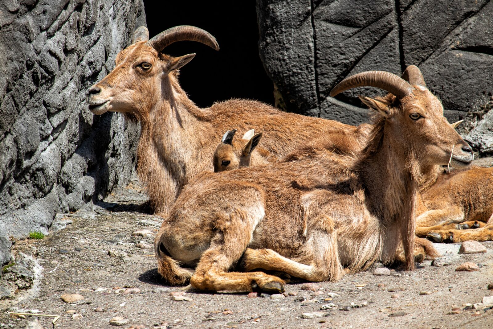 Canon EF-S 55-250mm F4-5.6 IS STM sample photo. Mane springer, aoudad sheep photography