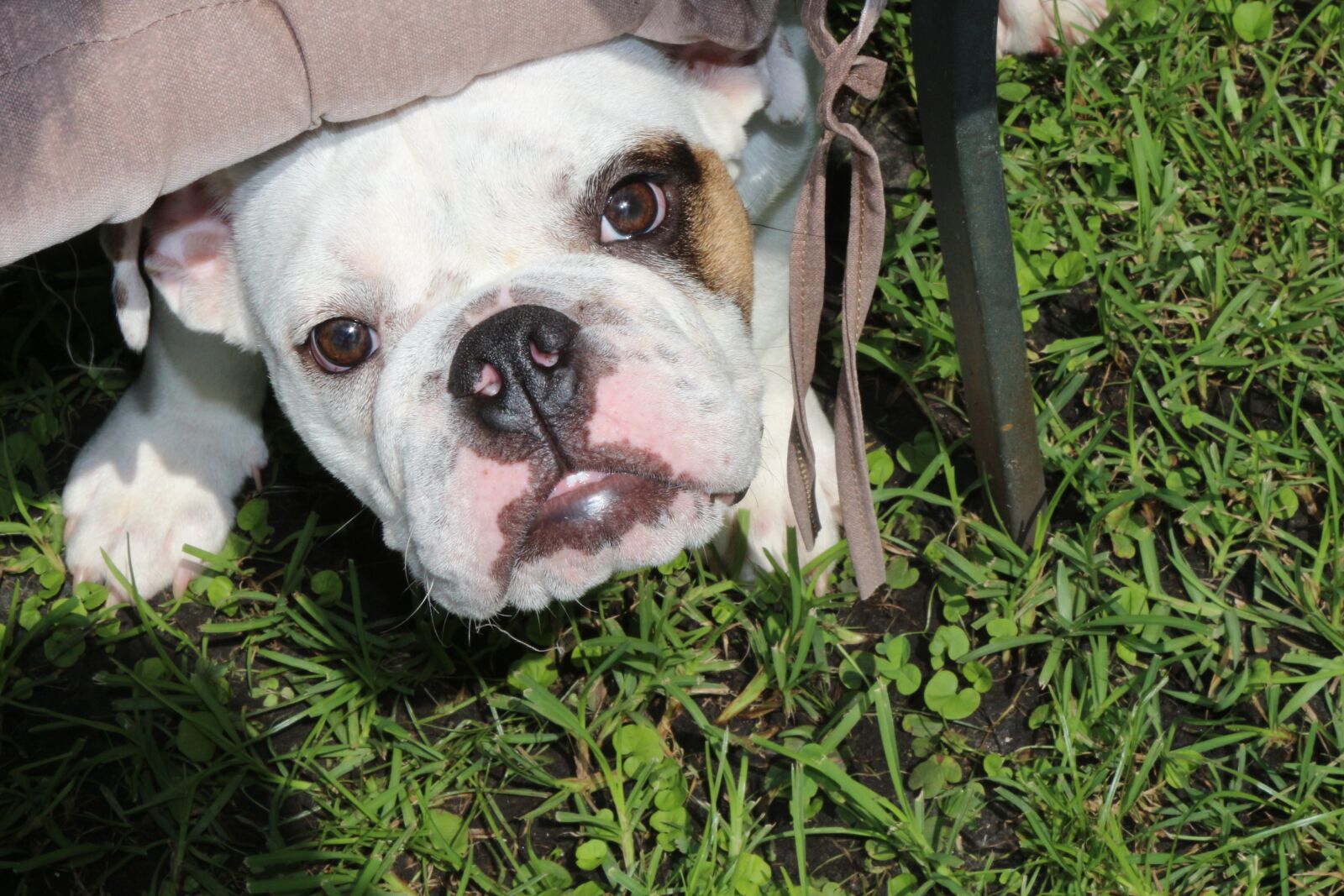 Canon EOS 650D (EOS Rebel T4i / EOS Kiss X6i) sample photo. Dog, puppy, animal photography