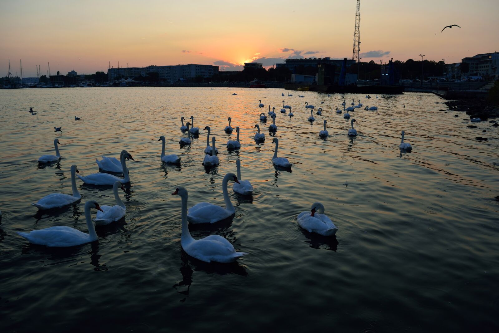 Nikon D5300 sample photo. Thanks, swans at the photography