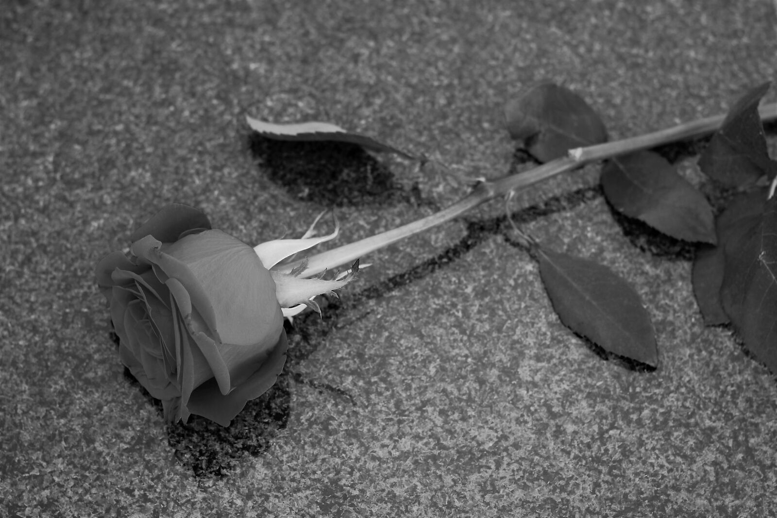 Canon EOS 550D (EOS Rebel T2i / EOS Kiss X4) sample photo. Rose, love symbol, black photography