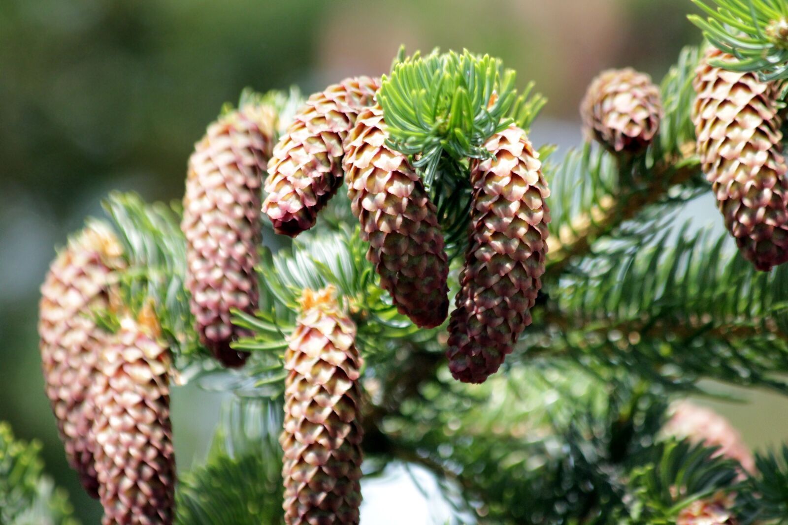 Canon EOS 650D (EOS Rebel T4i / EOS Kiss X6i) sample photo. Spruce, tree, coniferous tree photography