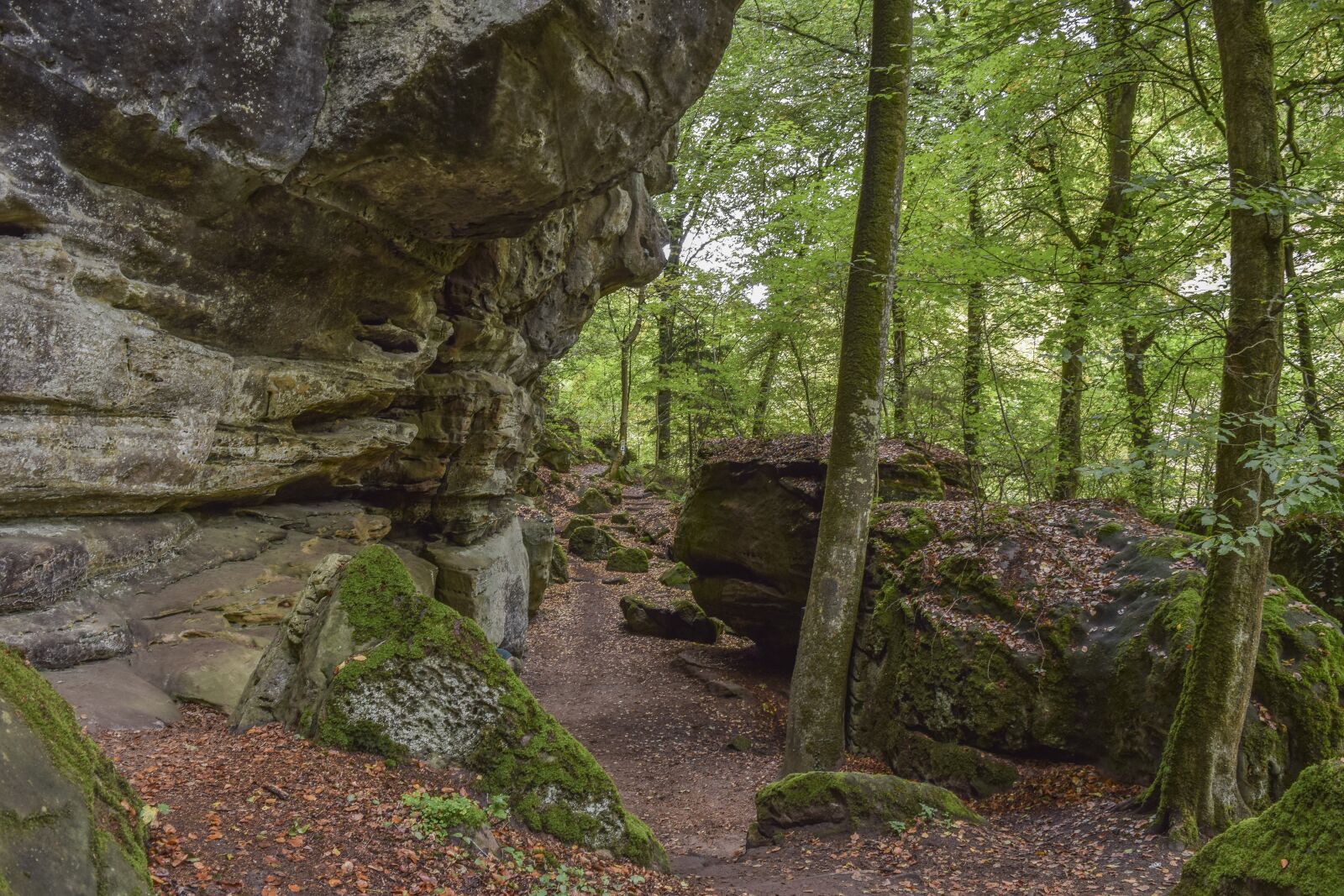 Nikon D3300 sample photo. Forest, nature, landscape photography