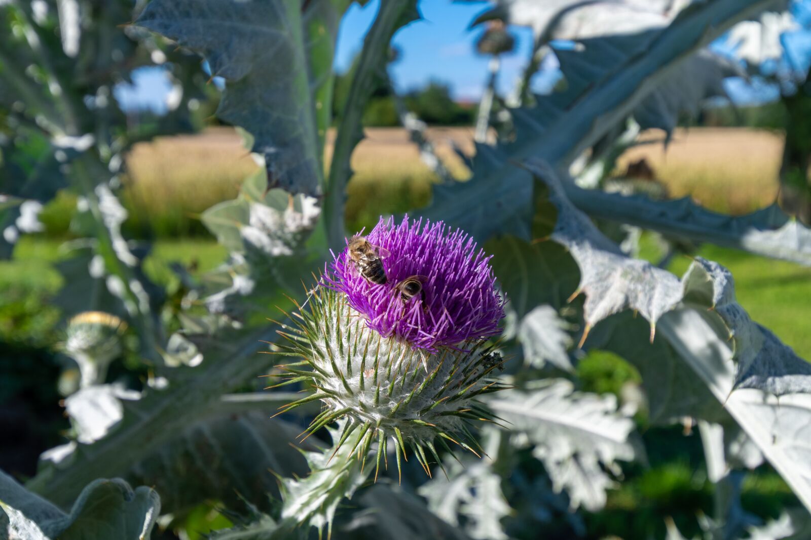 Tamron 10-24mm F3.5-4.5 Di II VC HLD sample photo. Thistle, bee, pollination photography