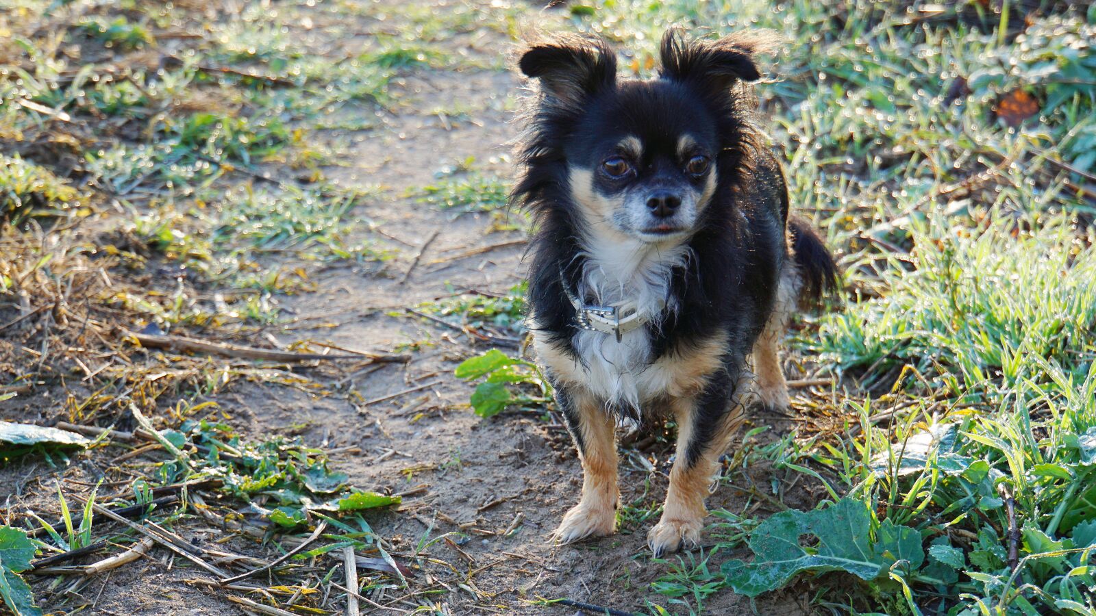 Sony a6000 sample photo. Chihuahua, dog, purebred dog photography