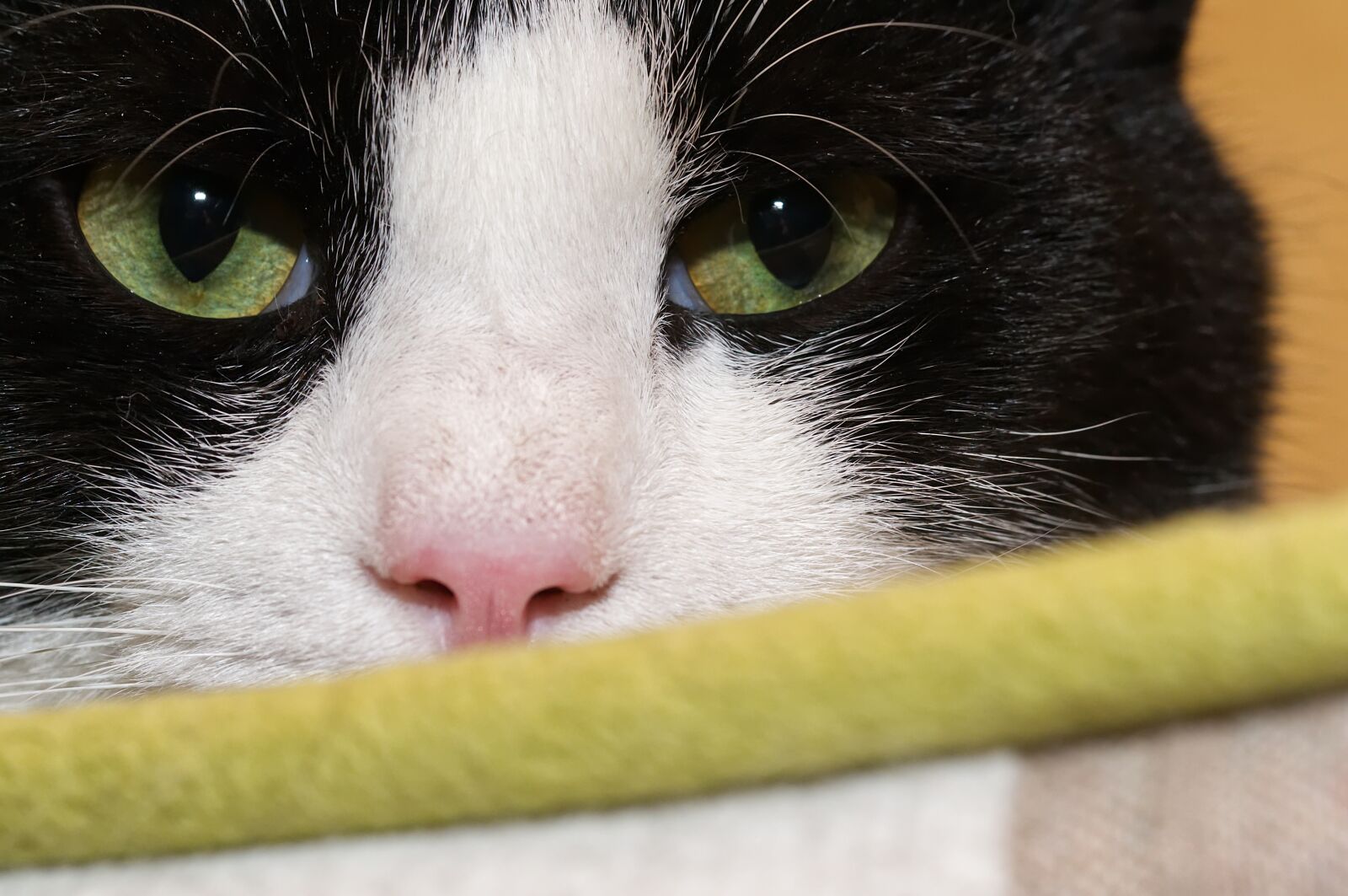 Nikon D3100 sample photo. Cat, eyes, pet photography