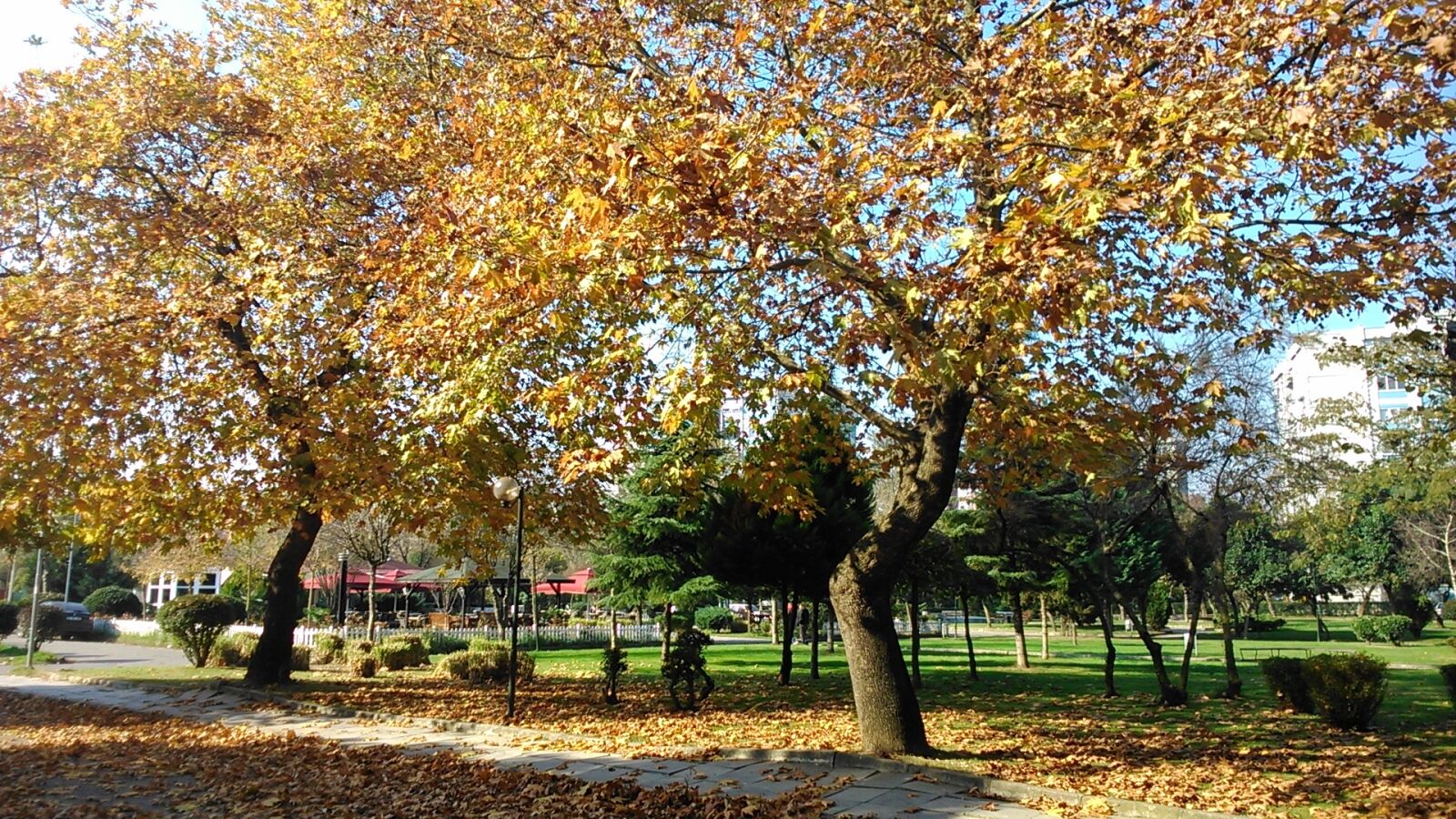 Sony Xperia L sample photo. Autumn, trees, leaves photography