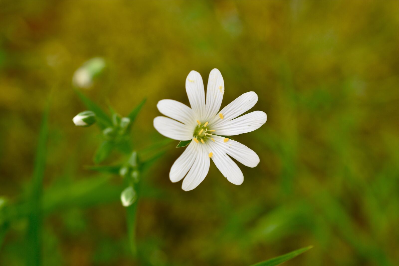 Nikon D5600 sample photo. Flower, white, spring photography