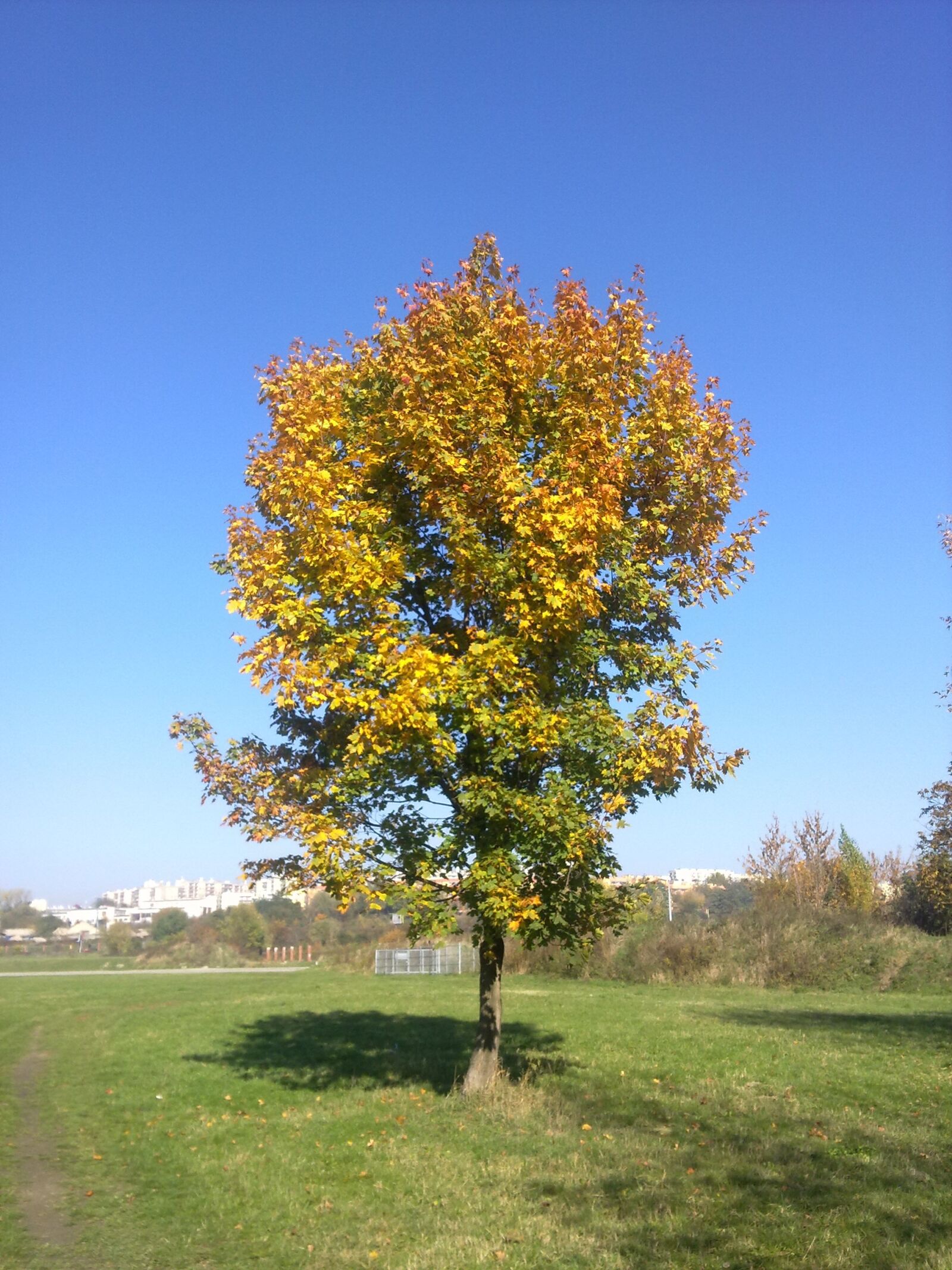 Nokia C6-00 sample photo. Tree, sky, autumn photography