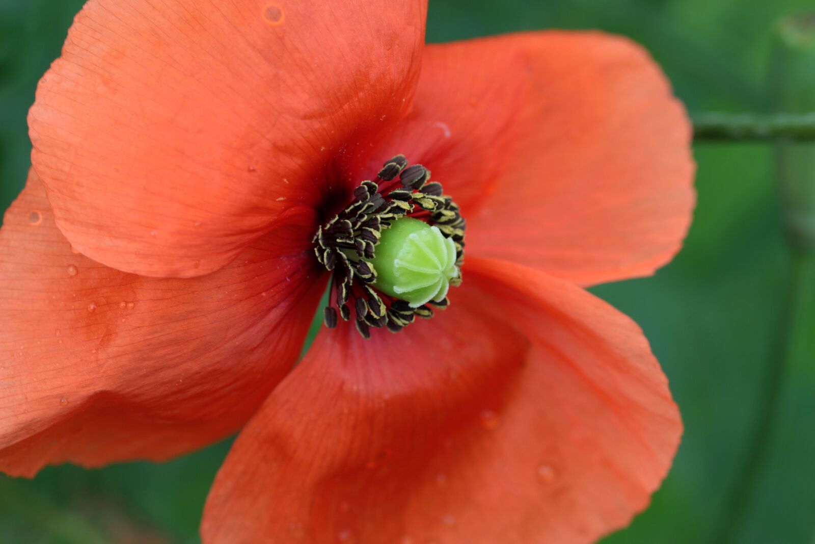 Canon EOS 650D (EOS Rebel T4i / EOS Kiss X6i) sample photo. Poppy, papaver rhoeas, klatschmohn photography
