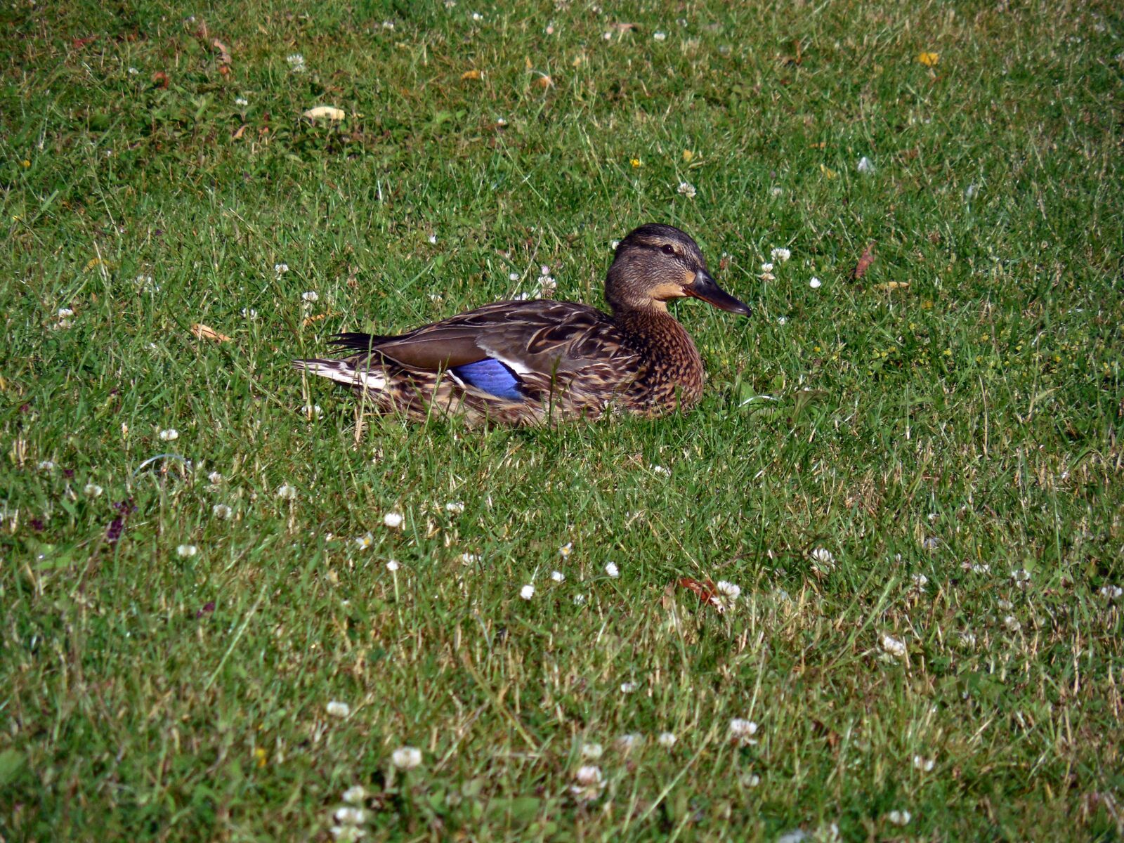 Nikon COOLPIX L620 sample photo. Duck, water bird, nature photography